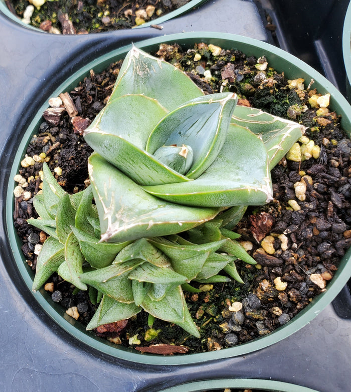 Agave x pumila --Clusterfest Dwarf Agave--