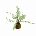 Birds Nest Fern 9" Drop-In