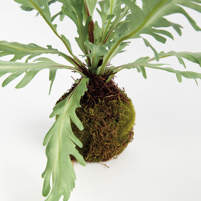 Birds Nest Fern 9" Drop-In