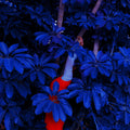 Blue Jungle by Fares Micue Photography