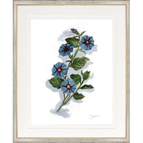 CL-Botanical 4 (Morning Glory)