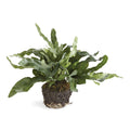 Echeveria Fern 11.5" Drop-In