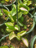 Hoya carnosa 'Rubra' --Krimson Princess Hoya--