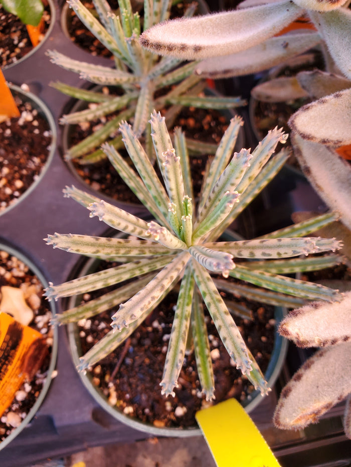 Kalanchoe delagoensis --Narrow Leaf Mother of Millions--