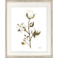 Framed artwork of a cotton plant with white flowers and brown leaves on a white background.