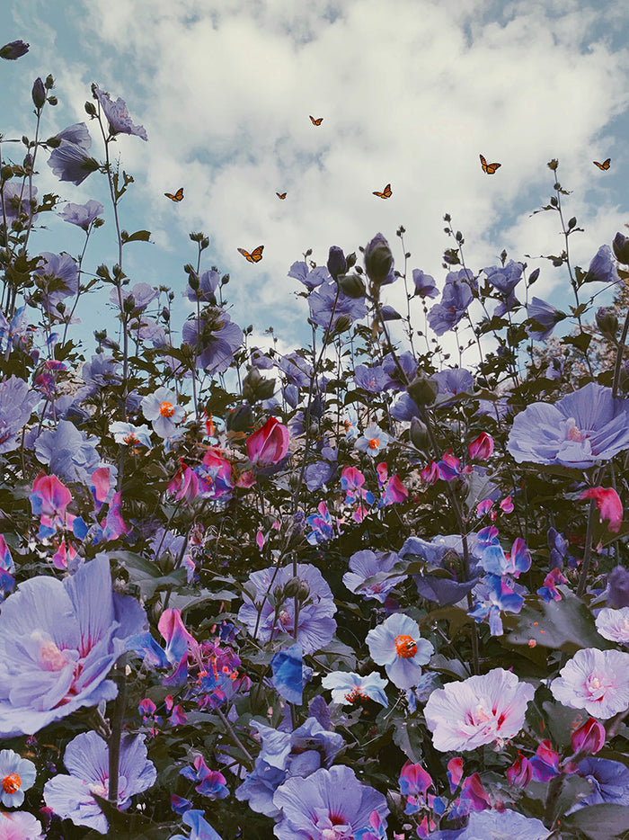 Madness by Siobhan O'Dwyer Fine Art Photography