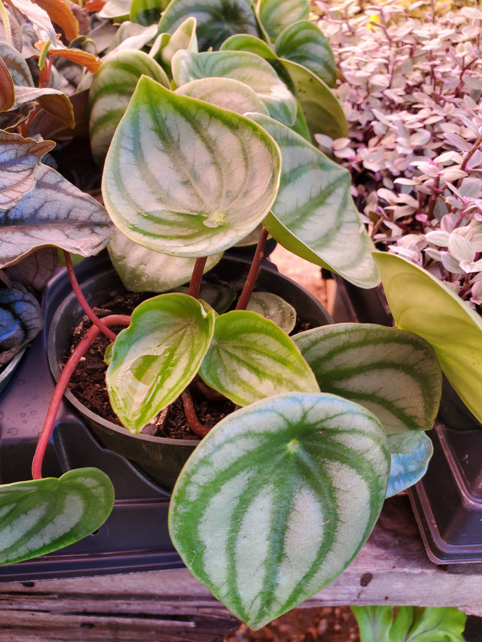 Peperomia argyreia --Watermelon Peperomia--