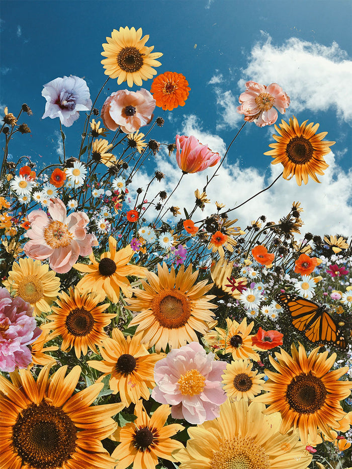 Sunflower Heaven by Siobhan O'Dwyer Fine Art Photography
