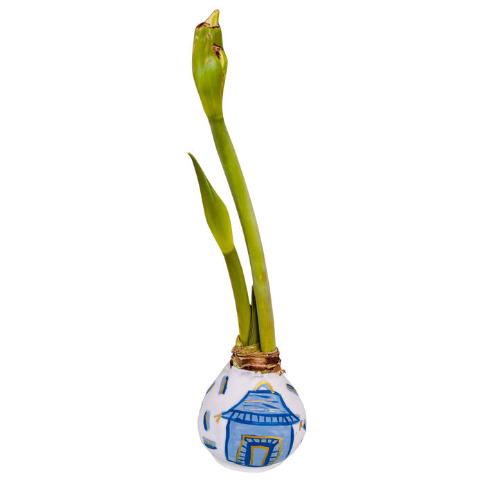 Waxed Dipped Amaryllis