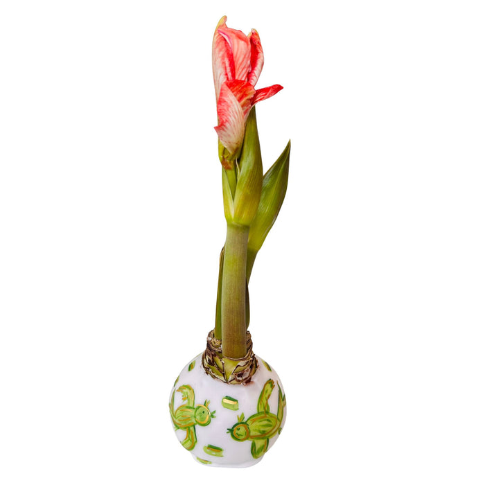 Waxed Dipped Amaryllis