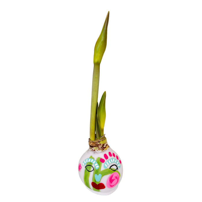 Waxed Dipped Amaryllis