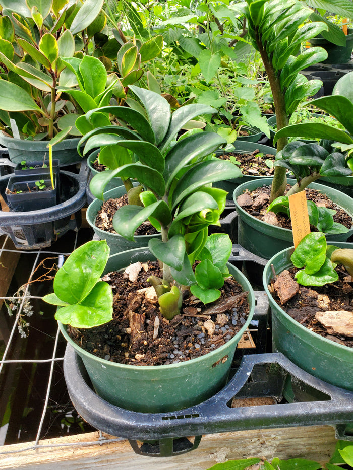 Zamioculcas zamiifolia 'Zenzi' --Dwarf ZZ Plant--